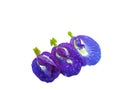 Three beautiful butterfly pea flowers arranged  on the White Blackground Royalty Free Stock Photo