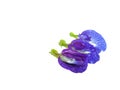 Three beautiful butterfly pea flowers arranged  on the White Blackground Royalty Free Stock Photo
