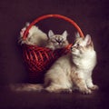 three beautiful cat breed Neva masquerade is played with a basket on a brown background Royalty Free Stock Photo