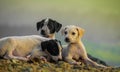Puppies posing for a photograph
