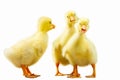 Three beautiful cute young goose on a white background isolation