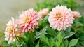 three beautiful dahlias of delicate pink color in the garden with green leaves Royalty Free Stock Photo