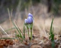 Three beautiful, delicate, Pasque flowers on forest floor