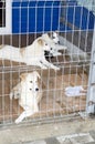 Three beautiful dogs behind bars shelter Royalty Free Stock Photo