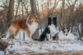 Beautiful Shetland Sheepdogs and Border Collie posing together in snowy forest