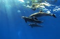 Three beautiful dolphins posing underwater