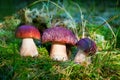 Three beautiful edible mushrooms on green moss background grow in pine forest close up, boletus edulis in group, brown cap boletus Royalty Free Stock Photo