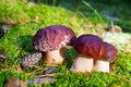 Three beautiful edible mushrooms and pine cone in forest closeup on green moss background, boletus edulis group, brown cap boletus Royalty Free Stock Photo