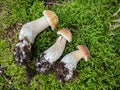 Three beautiful edible penny bun mushroom lying in green moss