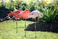 Three beautiful flamingos, two pink flamingos and one white flamingo stand in row together on one leg on green grass