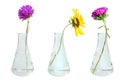 Flowers in conical flasks Royalty Free Stock Photo