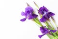 Three iris flowers are on a white background.