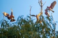 Beautiful Galah or rose-breasted cockatoos in flight on a sunny day