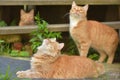 Three beautiful ginger cats in summer