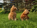 Three beautiful ginger maine coon kittens sitting on green grass background on summer sunny weather. Fun beautiful Royalty Free Stock Photo