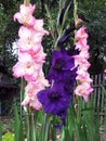 Three beautiful gladiolus