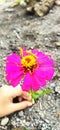 three beautiful grasshopper children are chatting in a marigold flower