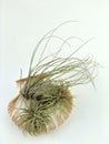 Three tillandsia plants in a seashell in a white background