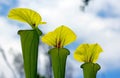 Tropical Pitcher Plant under the sky Royalty Free Stock Photo