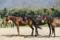 Three beautiful horse in farm relaxing in sand Stable