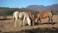 Three beautiful horses are eating grass from the field in the village Mascota Jalisco Mexico.