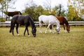 Three horses eating grass Royalty Free Stock Photo