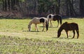 Horses Grazing in a Field - 2 Royalty Free Stock Photo