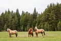 Three beautiful horses grazing in a forest meadow in the summer Royalty Free Stock Photo