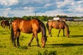 Three Beautiful horses grazing in lush green sunlit pasture outdoors summer Royalty Free Stock Photo