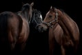 Horse wallpaper with three horses isolated on black.