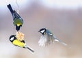 Three beautiful hungry little bird Tits flew on a hanging manger Royalty Free Stock Photo
