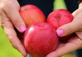 Three beautiful juicy red apples in the hands of a woman in the garden Royalty Free Stock Photo