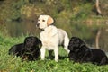 Three labrador retrievers in front of the water Royalty Free Stock Photo