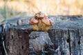 Three beautiful little edible mushrooms grow in the forest on an old dry tree stump. Soft focus. Collection of forest mushrooms Royalty Free Stock Photo
