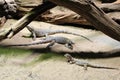 Prague, Czech Republic, January 2015. Three beautiful lizards in the zoo terrarium.