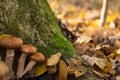 Large nice mushrooms in a forest