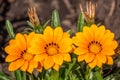 Three beautiful orange and yellow flowers of Gazania rigens, sometimes called treasure flower, blooming in spring or summer in the