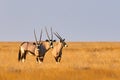 Three beautiful oryxes in Namibia