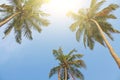 Three beautiful palm trees against the blue sky and bright sun Royalty Free Stock Photo