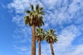 Three beautiful palm trees stretches tall among the other palms Royalty Free Stock Photo