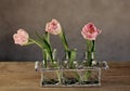 Pink Tulips Royalty Free Stock Photo