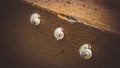 Three beautiful patterned shells snails clung to a tree Royalty Free Stock Photo