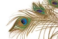 Three beautiful peacock feather Royalty Free Stock Photo