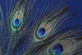 Three beautiful peacock feathers on blue background, closeup Royalty Free Stock Photo