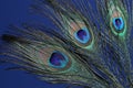 Three beautiful peacock feathers on blue background, closeup Royalty Free Stock Photo
