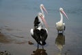 Three  beautiful Pelicans Royalty Free Stock Photo