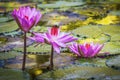 Three beautiful pink purple flowers of water lily or lotus flower Nymphaea in old verdurous pond. Big leaves of waterily cover Royalty Free Stock Photo