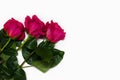 Three beautiful pink rose isolated on white background with space for your text