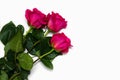 Three beautiful pink rose isolated on white background with space for your text Royalty Free Stock Photo