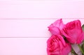 Three beautiful pink roses on pink background Royalty Free Stock Photo